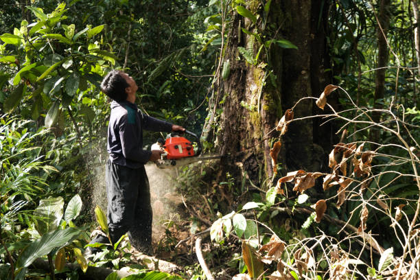 Best Arborist Consultation Services  in Navy, VA