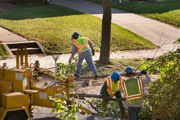 Best Tree Fertilization  in Navy, VA